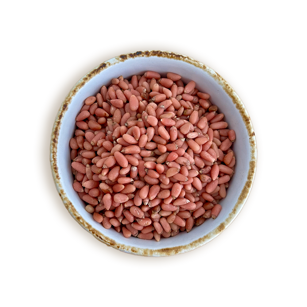 PIÑON